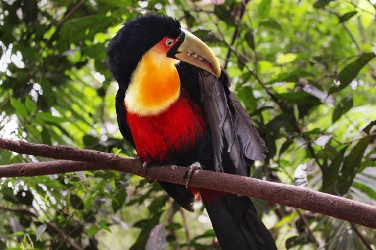 Главные достопримечательности Фоса-Ду-Игуасу - Парк птиц