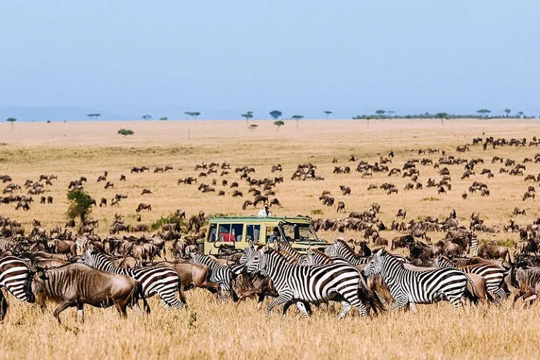 Главные достопримечательности Танзании - Национальный парк Серенгети