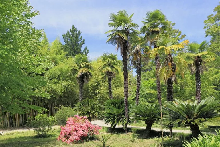 Главные достопримечательности Сухума - Сухумский ботанический сад