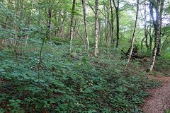 Густой лес в Свирском ущелье поселка Лазаревское