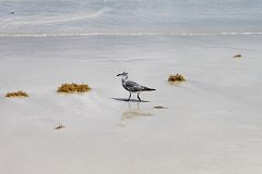Чайка на Южном пляже в Майами-Бич