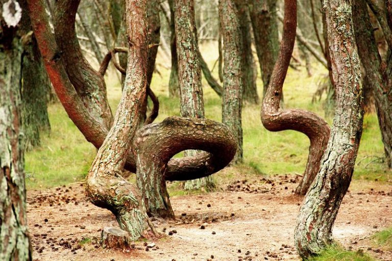 Танцующий лес на Куршской косе