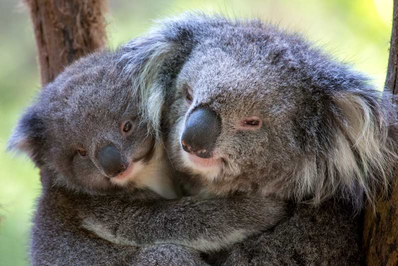 зоопарк австралийских животных Хилсвилл 