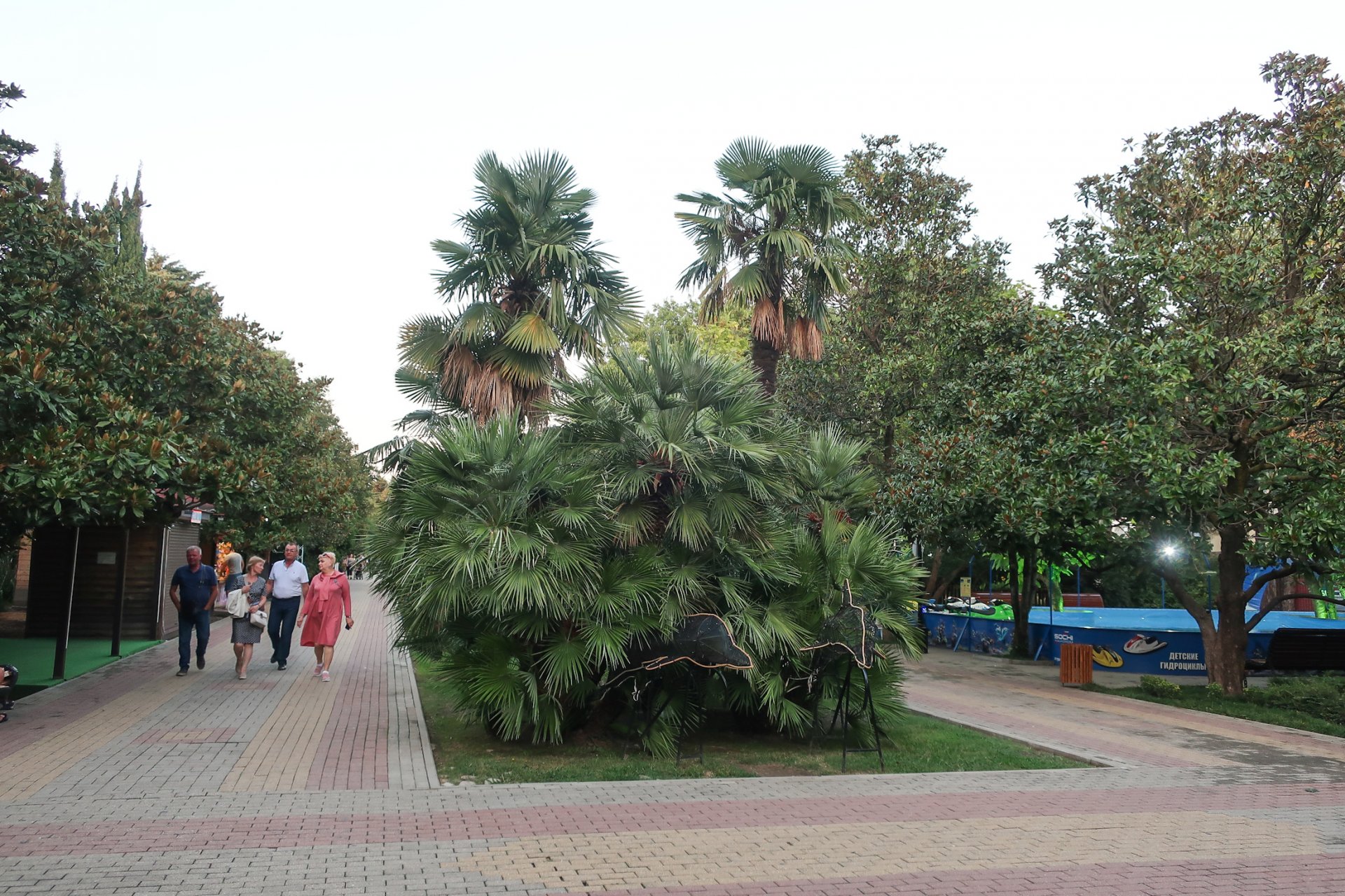 Пальмы в парке культуры и отдыха в Лазаревском
